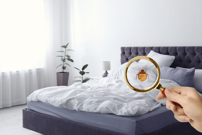 How Do I Know if I Have Bed Bugs? • Denver Bed Bug Heat Pro's